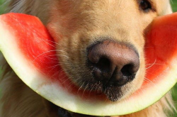 娱乐吃瓜酱搬家带狗,娱乐吃瓜酱携爱犬开启温馨搬家之旅