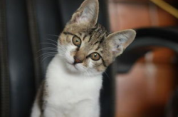 娱乐吃瓜小猫咪视频,小猫咪视频的娱乐魅力解析
