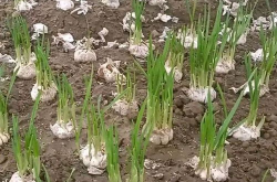 大蒜的种植方法和时间,掌握最佳种植时间和方法，轻松收获丰收
