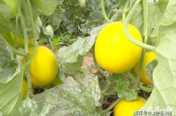 石家庄吃瓜网,揭秘本地美食圈，带你畅游味蕾盛宴